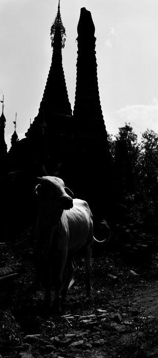 Deep shadows create a moody contrast between a white cow and pagodas in the background,