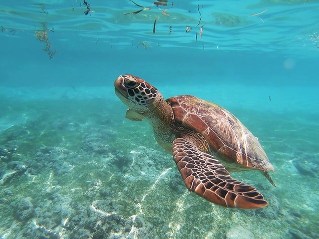 Cebu